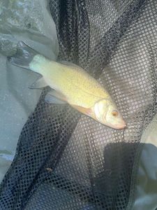 Tench