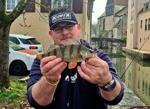 European Perch