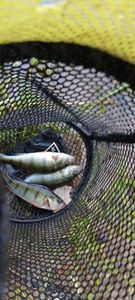 European Perch caught by Fishing Berg