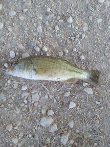 Largemouth Bass