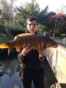 Common Carp