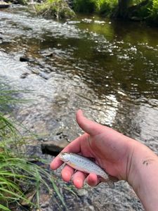 Rainbow Trout