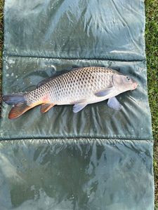 Common Carp