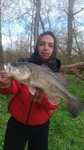 Largemouth Bass