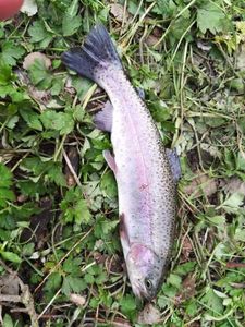 Cutthroat Trout