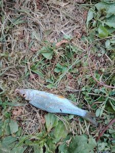 Roach