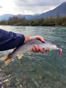 Brown Trout