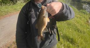 Largemouth Bass