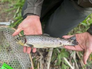 Brown Trout