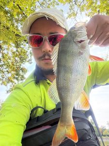 European Perch