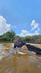 Redtail Catfish (Pirarara)