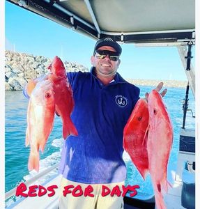 Red Snapper