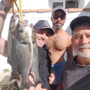 European Bass (Seabass)