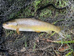 Brown Trout