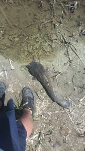 Channel Catfish