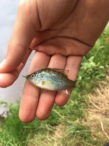 Green Sunfish