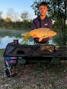 Mirror Carp