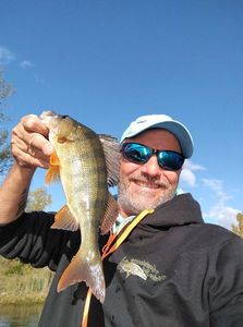 European Perch