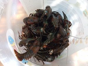 Spinycheek Crayfish