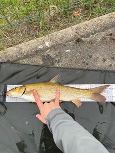 Barbel