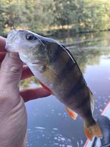 European Perch