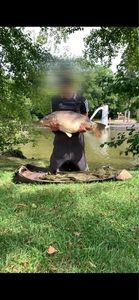 Mirror Carp