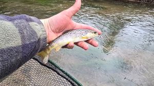 Brown Trout