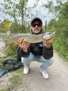 Northern Pike
