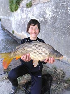 Common Carp