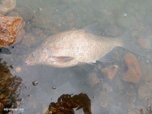 Common Bream