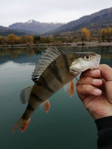 European Perch