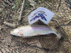 Rainbow Trout