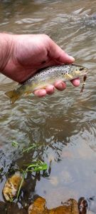 Brown Trout