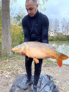 Mirror Carp