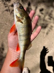 European Perch