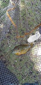 Green Sunfish