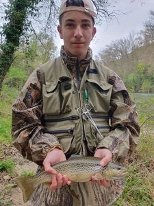 Brown Trout