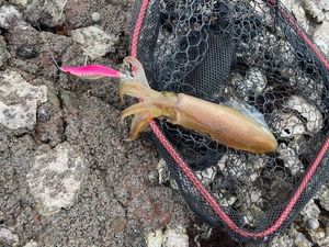 European Squid