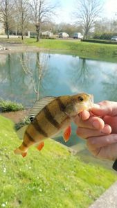 European Perch — sugavo Alexis Boitel