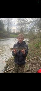 Rainbow Trout