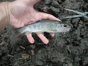 Brown Trout