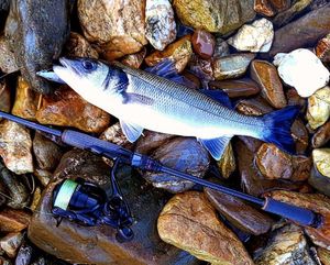 European Bass (Seabass)