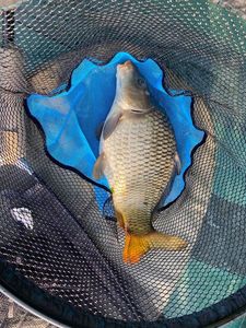 Crucian Carp