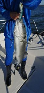 European Bass (Seabass)