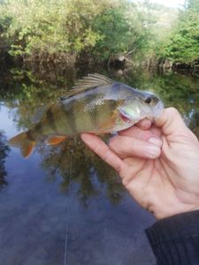 European Perch
