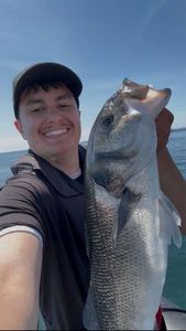 European Bass (Seabass)