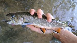 Brook Trout