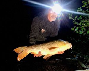 Common Carp