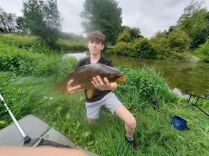 Common Carp