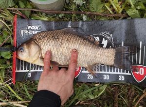 Crucian Carp
